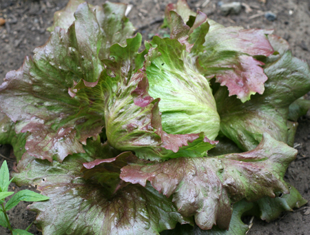 lettuce head 2.jpg